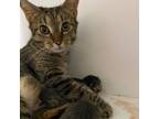 Adopt Freya a Domestic Short Hair