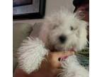 Bichon Frise Puppy for sale in Palm Bay, FL, USA