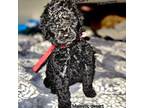 Mutt Puppy for sale in Bear Creek, AL, USA