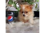 Pomeranian Puppy for sale in San Francisco, CA, USA