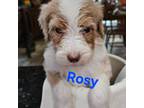 Aussiedoodle Puppy for sale in Union Grove, AL, USA