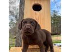 Labrador Retriever Puppy for sale in Magee, MS, USA