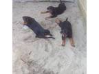 Rottweiler Puppy for sale in Crescent City, FL, USA
