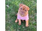 Bulldog Puppy for sale in Budd Lake, NJ, USA