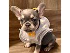 French Bulldog Puppy for sale in North Lauderdale, FL, USA