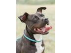 Adopt Klaira HW+ a Labrador Retriever, American Staffordshire Terrier