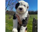 Old English Sheepdog Puppy for sale in New Era, MI, USA