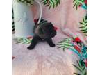 Cane Corso Puppy for sale in Mineola, TX, USA