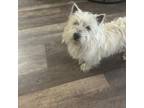 Adopt Gigi a West Highland White Terrier / Westie
