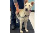 Adopt Maggie a Shepherd, Husky