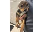 Adopt Lil a German Shepherd Dog, Mixed Breed