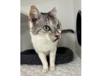 Adopt Mrs. Possum a Domestic Short Hair