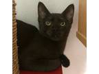 Adopt Pinot a Domestic Short Hair