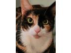 Adopt Amy- Offered by Owner a Domestic Short Hair