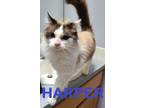 Adopt Harper a Ragdoll, Domestic Medium Hair