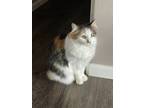 Adopt LU - Offered by Owner- Calico Beauty a Calico, Domestic Long Hair