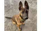 Adopt Sam-out on an adoption tryout a Belgian Shepherd / Malinois