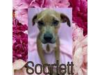 Adopt Scarlett a Redbone Coonhound, Mixed Breed