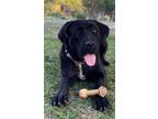 Adopt Sissy a Mastiff, Labrador Retriever