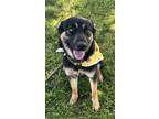 Adopt Cindy a German Shepherd Dog