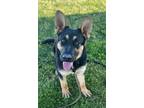 Adopt April a German Shepherd Dog