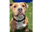 Adopt Ariel a American Staffordshire Terrier