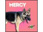 Adopt Mercy a German Shepherd Dog