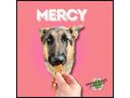 Adopt Mercy a German Shepherd Dog