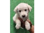 Adopt Mango a Great Pyrenees, Mixed Breed