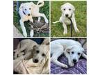 Adopt Melon a Great Pyrenees, Mixed Breed