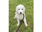 Adopt Mabel a Great Pyrenees, Mixed Breed