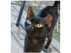 Adopt Denny a Bombay, Domestic Short Hair