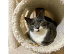 Adopt Rio a Domestic Short Hair