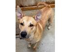 Adopt Canela a Labrador Retriever