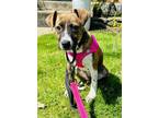 Adopt Zara a Hound