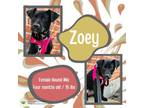 Adopt Zoey a Hound