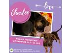 Adopt Charlee a Hound