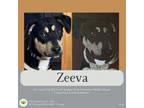 Adopt Zeeva a Hound