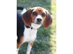 Adopt Bagle a Beagle