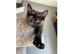 Adopt Ketanji a Domestic Short Hair