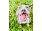 Adopt Cookie 2024 a Pit Bull Terrier, American Staffordshire Terrier
