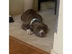 Adopt River PS a Pit Bull Terrier