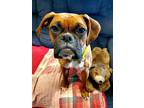 Adopt Lila a Boxer