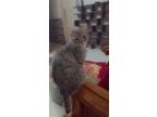 Adopt cat a Egyptian Mau