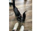 Adopt Mavis a Domestic Short Hair