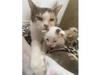 Adopt Kensie a Calico