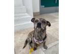 Adopt Webber a Mixed Breed