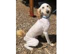Adopt Rocky a Goldendoodle