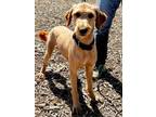 Adopt Andes a Goldendoodle