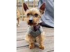 Adopt Sammy a Yorkshire Terrier